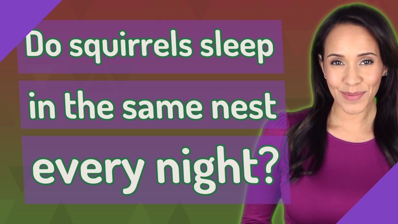 Do Squirrels Sleep In The Same Nest Every Night YouTube do-squirrels-sleep-in-the-same-nest-every-night-youtube