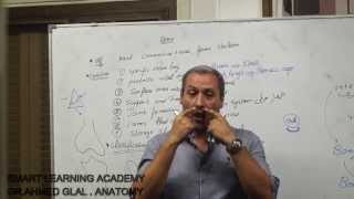 dr ahmed glal  introduction to anatomy  first year medical student