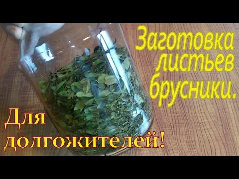 Заготовка листьев брусники.