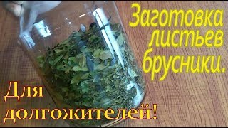 Заготовка листьев брусники. Для долгожителей!