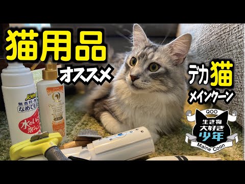 【メインクーン】大型猫をお迎えする時に揃えた猫用品、普段よく使う猫グッズの紹介