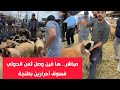 مباشر ها فين وصل ثمن الحولي فسوق أحرارين بطنجة 