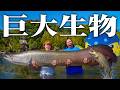 川にいるガチでヤバい超巨大生物