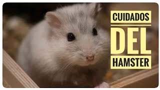 Guía se cuidados COMPLETA para hamsters 🐹🐹 #hamster #mascotas #cuidados