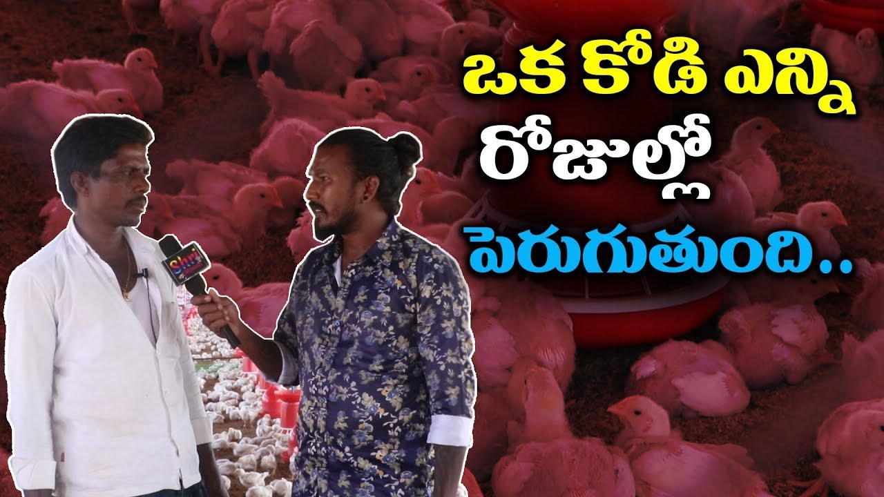 ఒక కోడి ఎన్ని రోజుల్లో పెరుగుతుంది|Poultry Farming in Telugu - Benefits of Starting Poultry Farming
