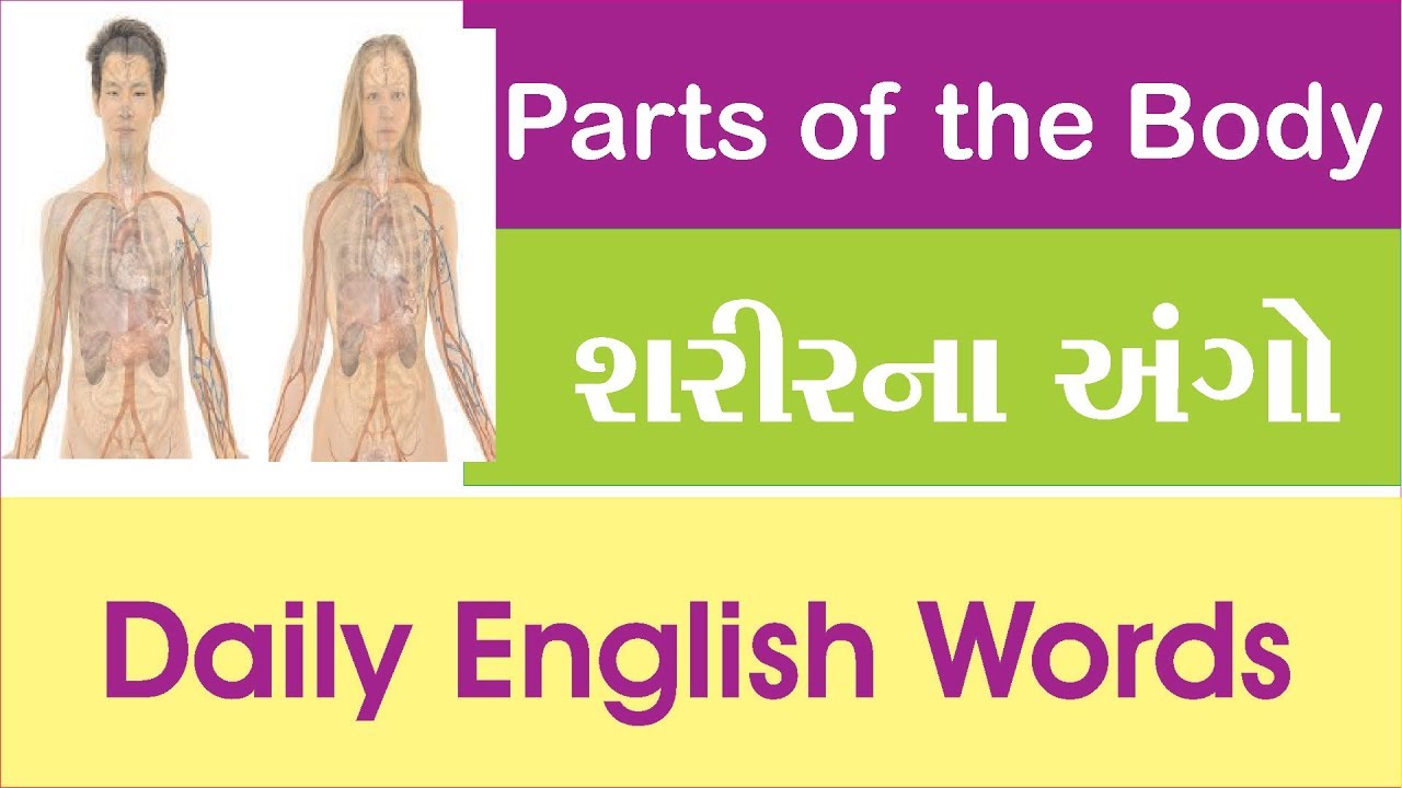 Parts of the Body - શરીરના અંગો - English to Gujarati - YouTube