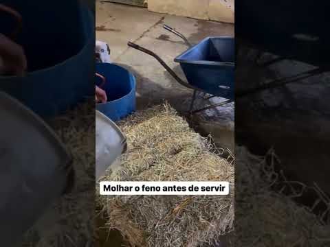 Vídeo: Por que o feno molhado entra em combustão?