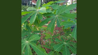 Menghapus Namamu Pelan