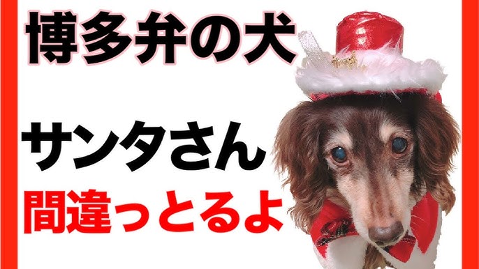 博多弁の犬ロイズ サンタさん間違っとるよ 最後におまけがあるよ おしゃべりペット Youtube 博多弁の犬ロイズ サンタさん間違っとるよ 最後におまけがあるよ おしゃべりペット Youtube
