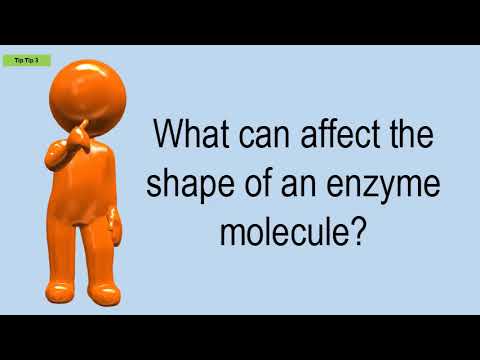 वीडियो: एंजाइम अणु के आकार को क्या प्रभावित कर सकता है?