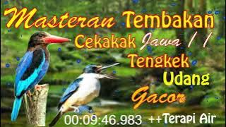 Masteran Tembakan Cekakak Jawa | Tengkek Udang | Gacor  |#kicauburung #kicau #cekakak #tengkek