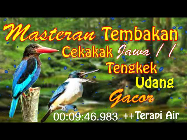 Masteran Tembakan Cekakak Jawa | Tengkek Udang | Gacor  |#kicauburung #kicau #cekakak #tengkek class=