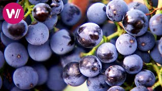 La Rioja - Edele wijn \u0026 tapas | Aan tafel bij onze buren