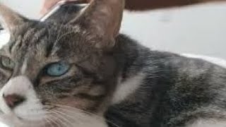 【ブラッシング】My cat's hair salon by 💛猫のカノコ💙【ｵｯﾄﾞｱｲ】 265 views 1 month ago 2 minutes, 7 seconds