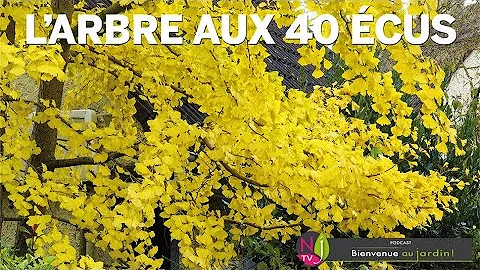 Pourquoi arbre aux 40 écus ?