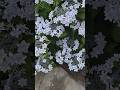 ガクアジサイ (2026/06/14市民の森鏡伝池緑地) #アジサイ