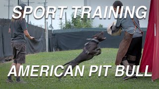 TRAINING DAY: AMERICAN PIT BULL TERRIERS