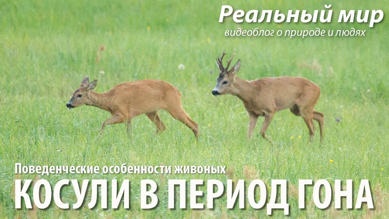 Косули в период гона. Европейская косуля (Capreolus capreolus). - YouTube