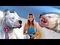 DOGO ARGENTINO WORKING VS SHOWLINE Who Is BEST DOGO ARGENTINO WORKING VS SHOWLINE Who Is BEST