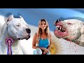 Dogo argentino  working vs showline  who is best