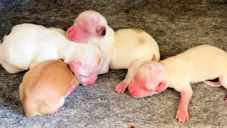 Новорожденные щенки громко пищат