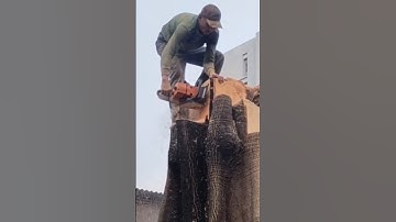 Big tree felling skills technique #shortvideo #chainsaw #treecutting