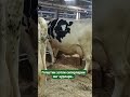 Голштин зотли сигирларни энг саралари