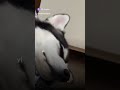 Собака - друг человека 🐕🦮🐕‍🦺#люди #вера #любовь #религия #ислам #хадис #собака #иман #собаки