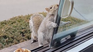 Squirrel hugs the window for safety by Squirrels at the window 10,521 views 2 months ago 5 minutes, 19 seconds