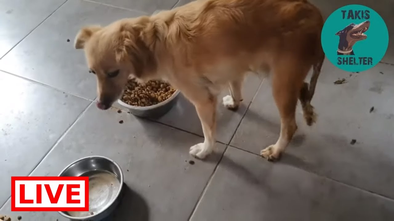 dog saved by dolphin Jane is standing! And she will be adopted next week - Takis Shelter