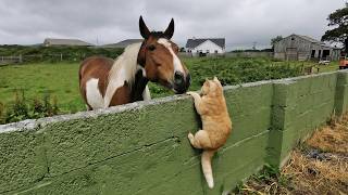 Overdramatic Cat and Her Farm Animals Are Pure Comedy 😂🤣 Funny Animal Videos 2026