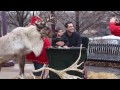 Reindeer for Rent