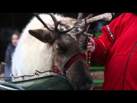 Video: Pet Scoop: Serviciul Rent-A-Reindeer ia zbor, Hugh Hefner luptă pentru păstrarea cățelului