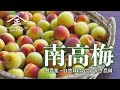 【紀州南高梅】安心安全で健康になれる梅づくり みなべ町 てらがき農園 4K