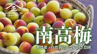 【紀州南高梅】安心安全で健康になれる梅づくり みなべ町 てらがき農園 4K