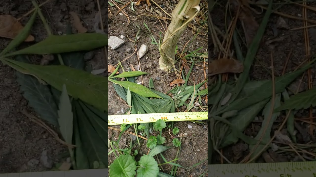 purple punch harvest time croptober 2025