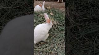 Baby Bunnies Climbing Over Each Other Ek Dusre Par Chadte Bunny Babies