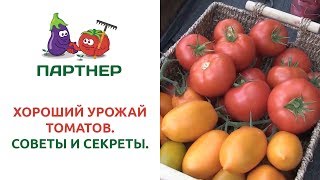 Томат Викуся Фото Характеристика Отзывы