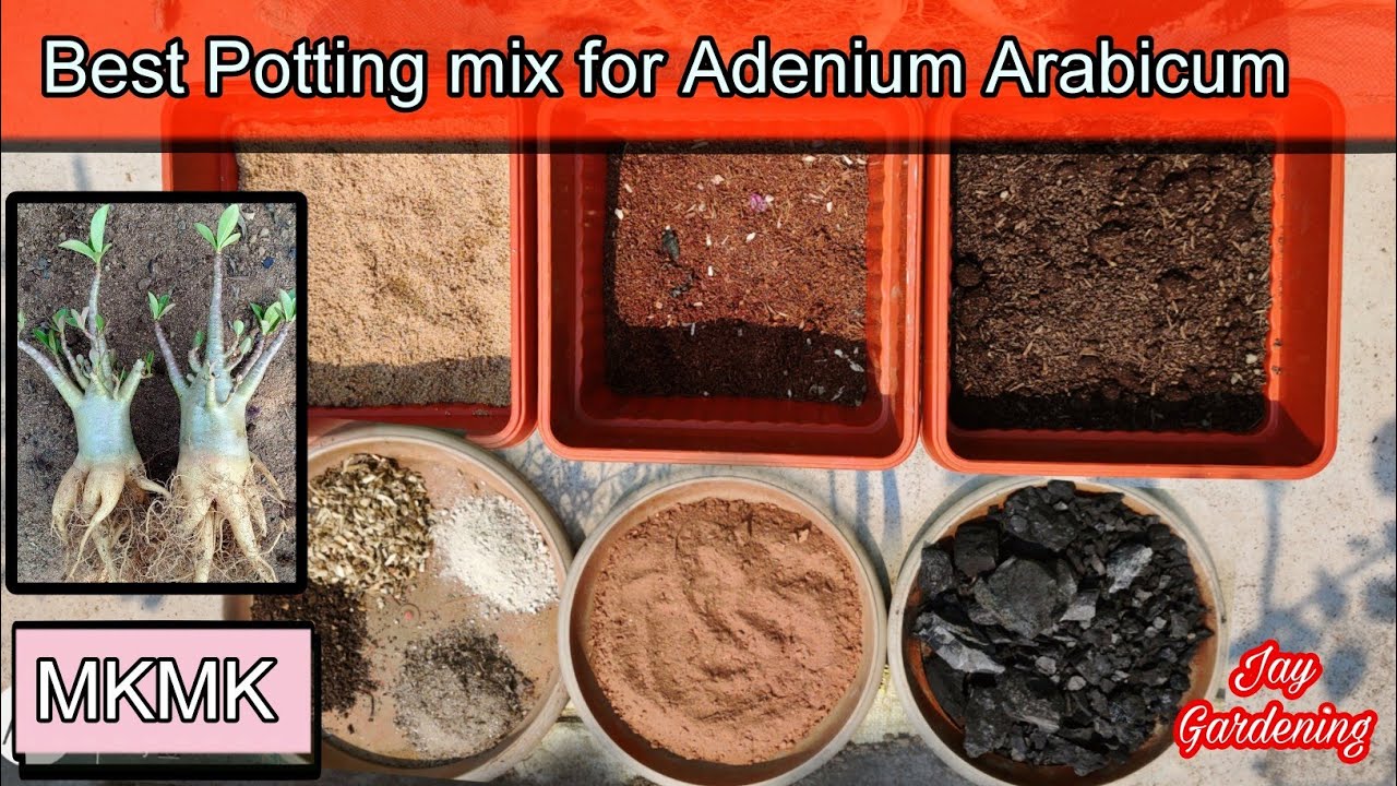 Best Soil Mix For Adenium / Adenium Soil / Arabicum reporting /Desert