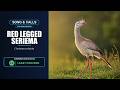 Red-legged Seriema Song &amp; Calls | Cariama cristata | Spectrogram