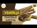 Я В ШОКЕ почему об ЭТОМ МОЛЧАТ ВРАЧИ Уникальные свойства корня СОЛОДКИ Настой из солодки Я В ШОКЕ почему об ЭТОМ МОЛЧАТ ВРАЧИ Уникальные свойства корня СОЛОДКИ Настой из солодки