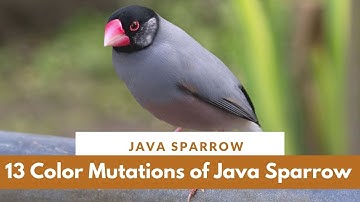 13 Colors Of Rare Java Sparrow || Mutations Of Java Sparrow || Rare Coloration Java Bird ||