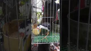 Thi ban chim quat moi 2 mua 0979206236