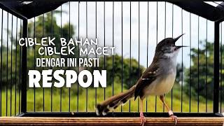 Suara Burung Ciblek Gacor Ngebren Pancingan Ciblek Semi Bahan Jadikan Ciblek Kristal Gacor Tarung