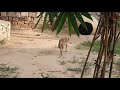 JACKAL IN KANKARIA ZOO AHMEDABAD INDIA.