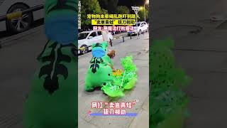 惊呆了！网红青蛙竟成街头英雄，呼吁文明养犬！#神操作 #文明遛狗