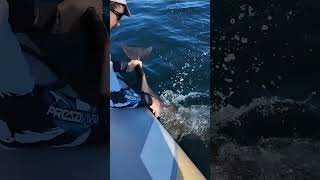 Man Freeing a Baby Dolphin from Fishing Net