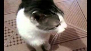 gatinho - olhar pidão