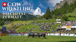 Cow Fights in ZERMATT Valais SWITZERLAND: Stechfest 2021 / Reine du Cervin – Unique Swiss Tradition