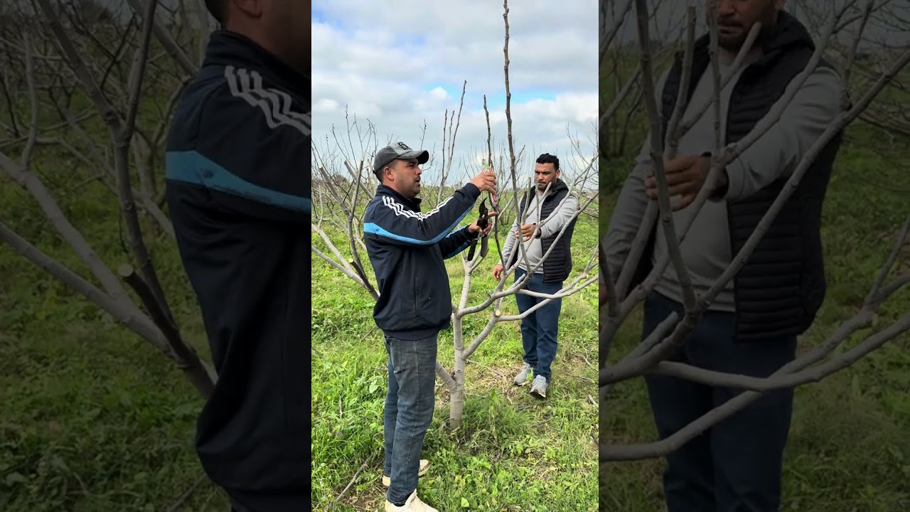 تقليم التين لانتاج يصل الى 120كيلو غرام في شجرة عمرها 4سنوات